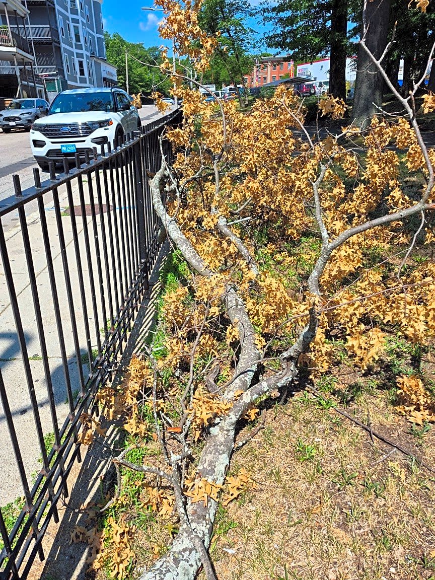 Image submitted with report