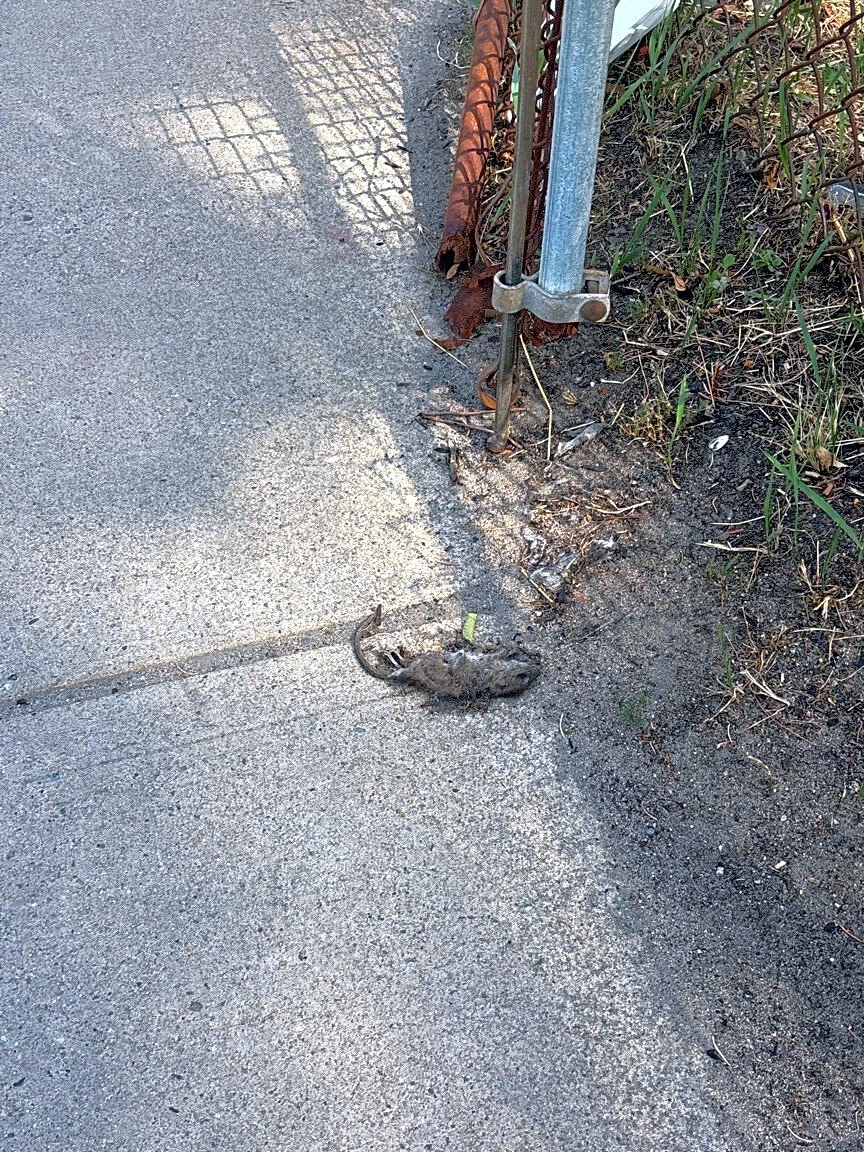 Image submitted with report