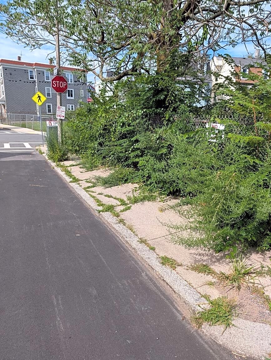 Image submitted with report