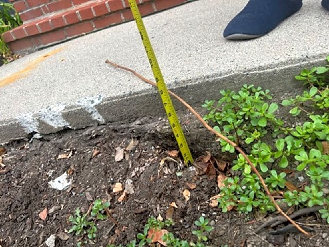 Image submitted with report