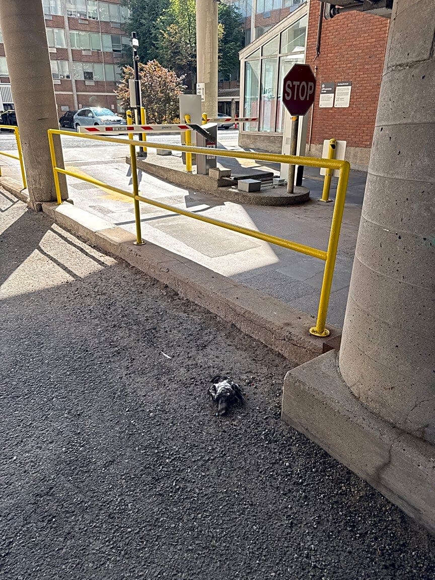 Image submitted with report