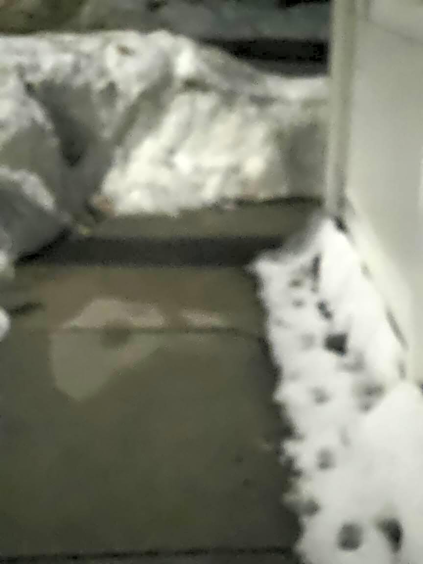 Image submitted with report