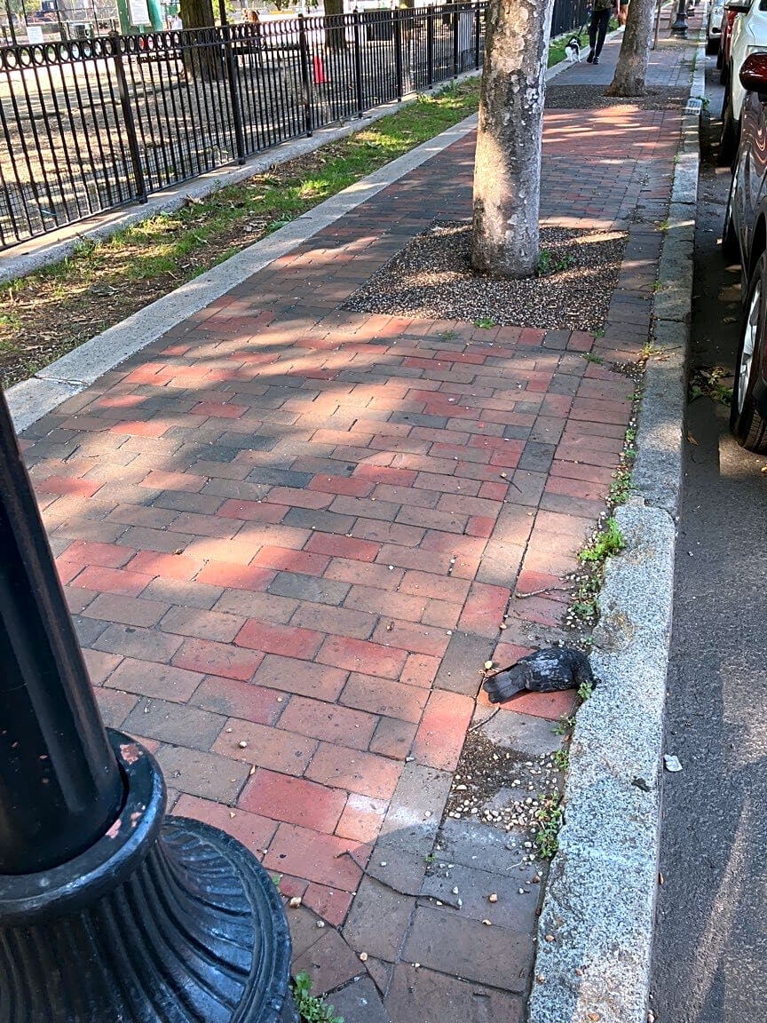 Image submitted with report