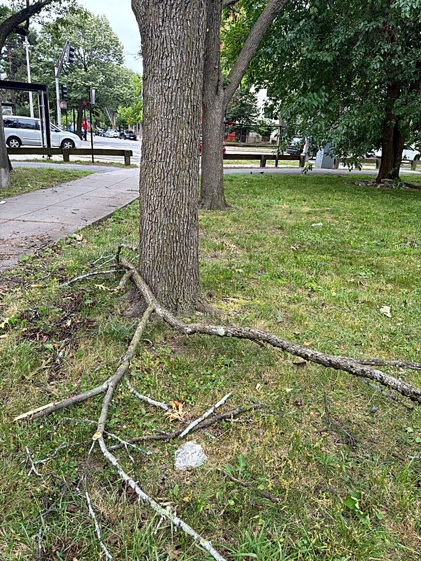 Image submitted with report