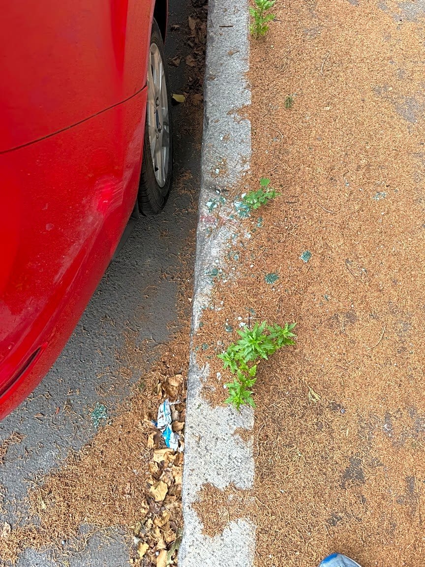 Image submitted with report
