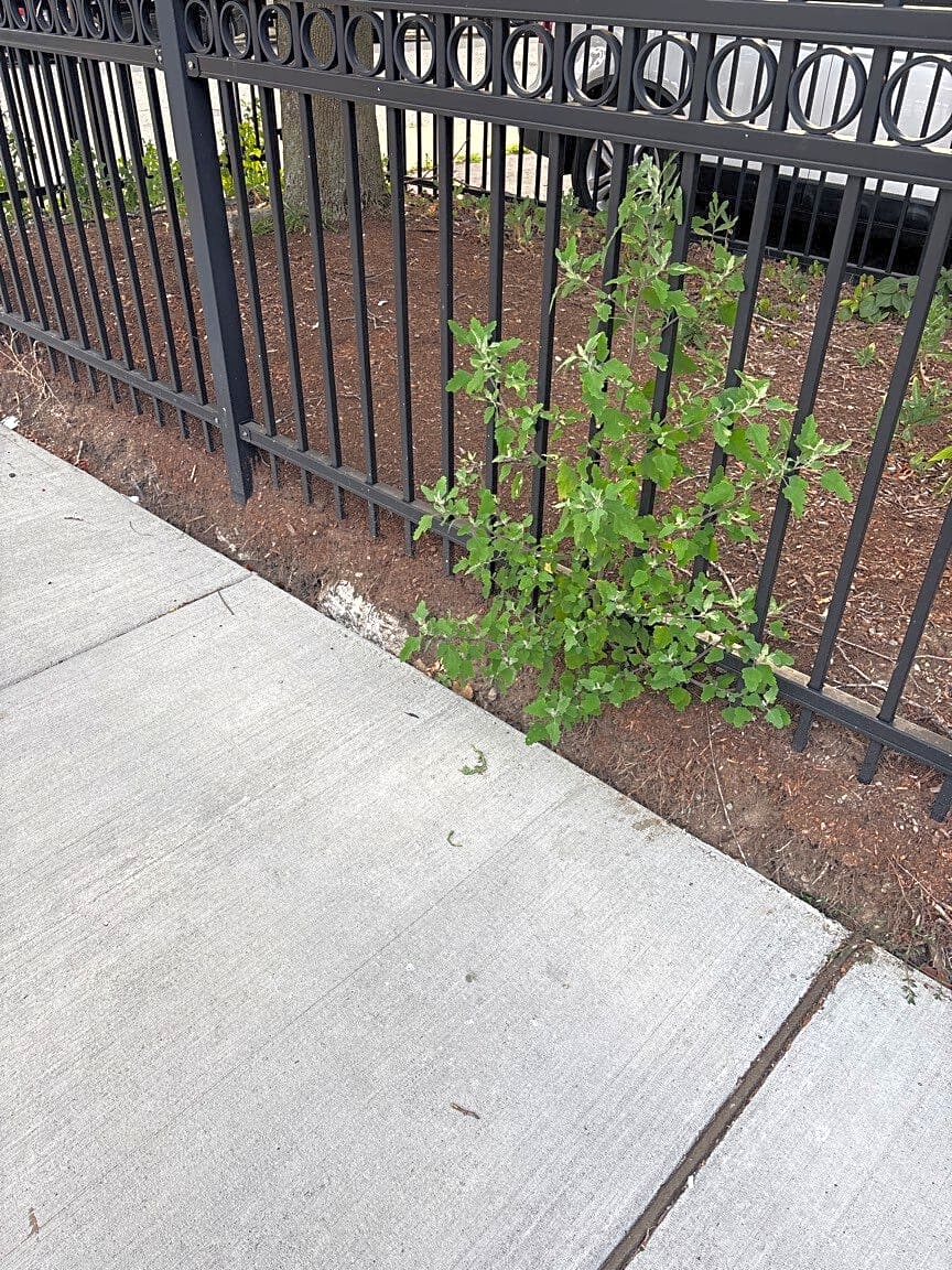 Image submitted with report
