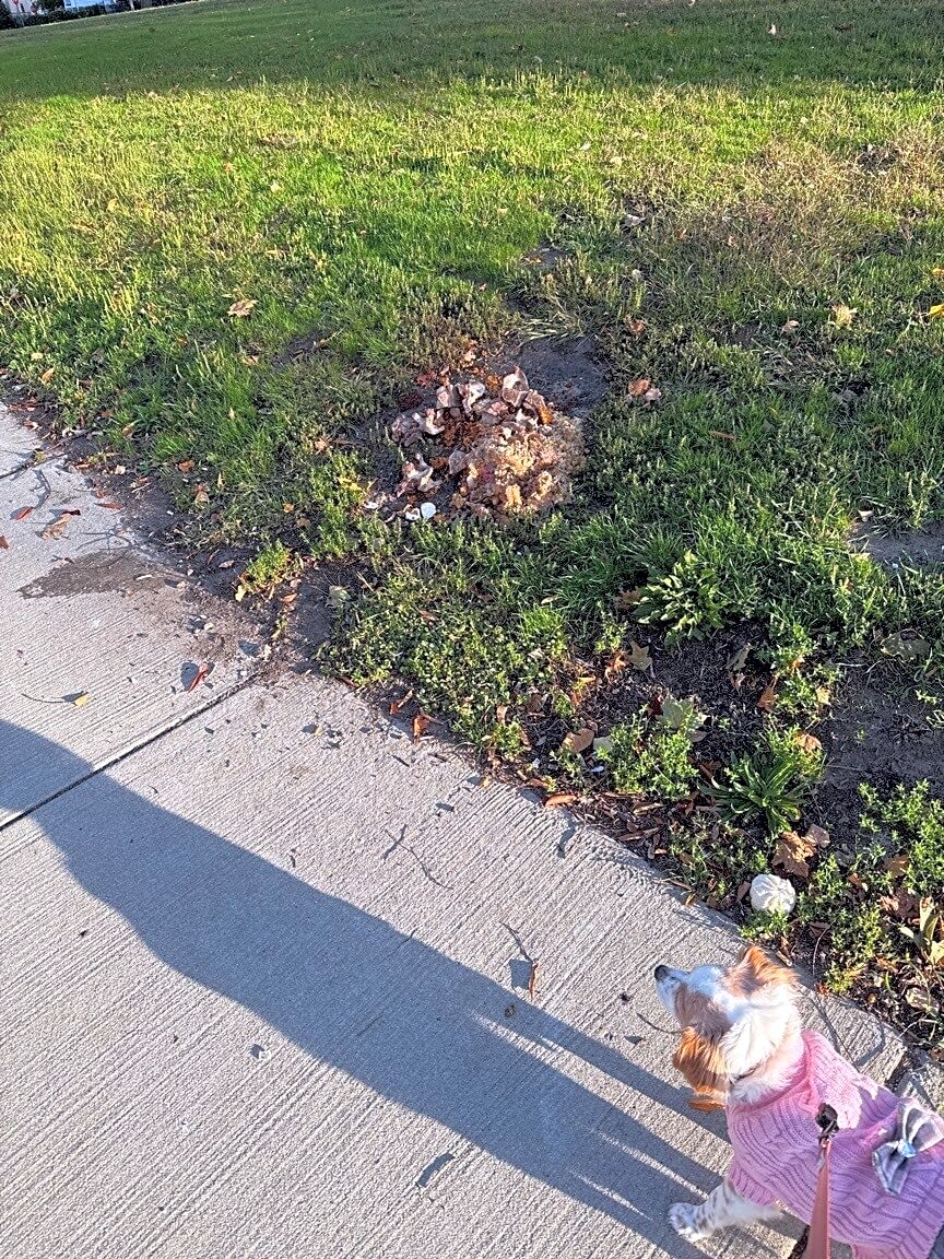Image submitted with report
