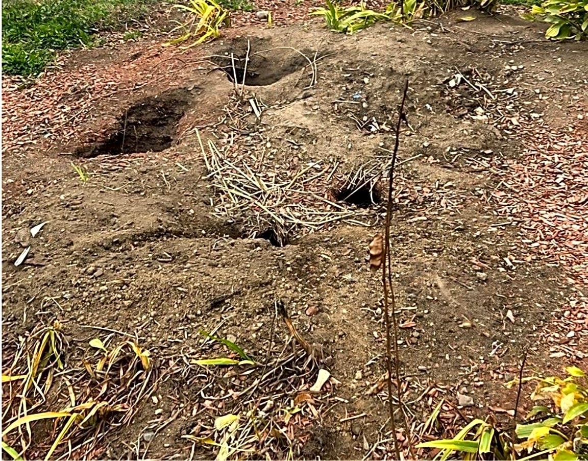 Image submitted with report