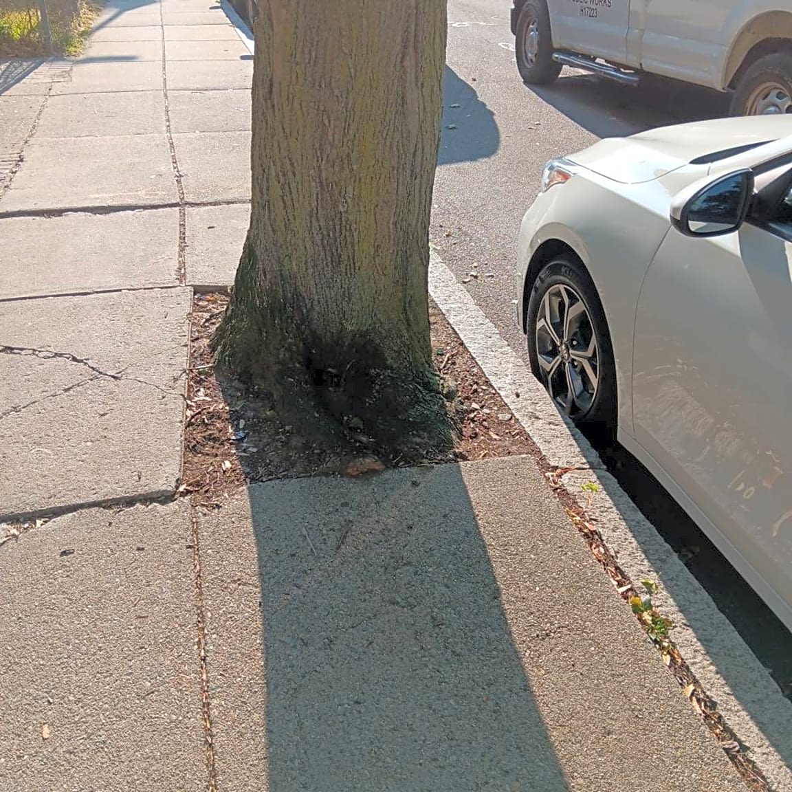 Image submitted with report