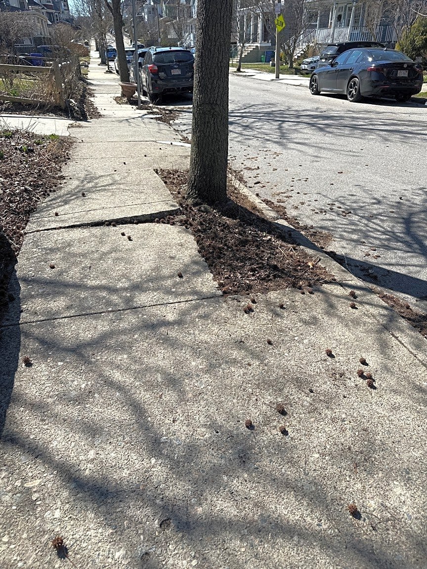 Image submitted with report