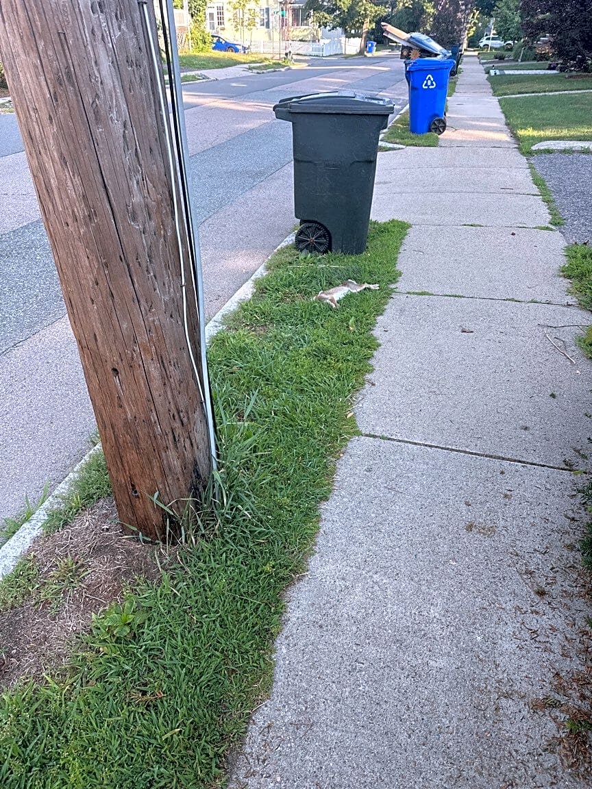 Image submitted with report