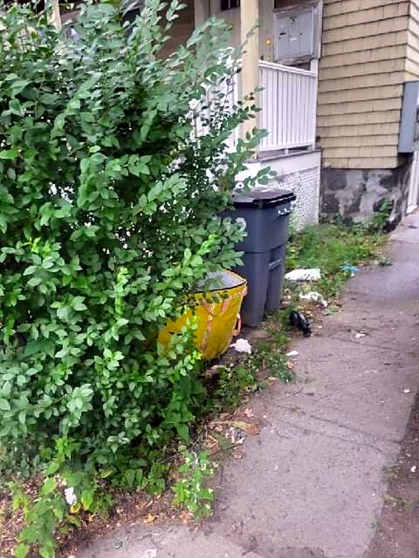 Image submitted with report