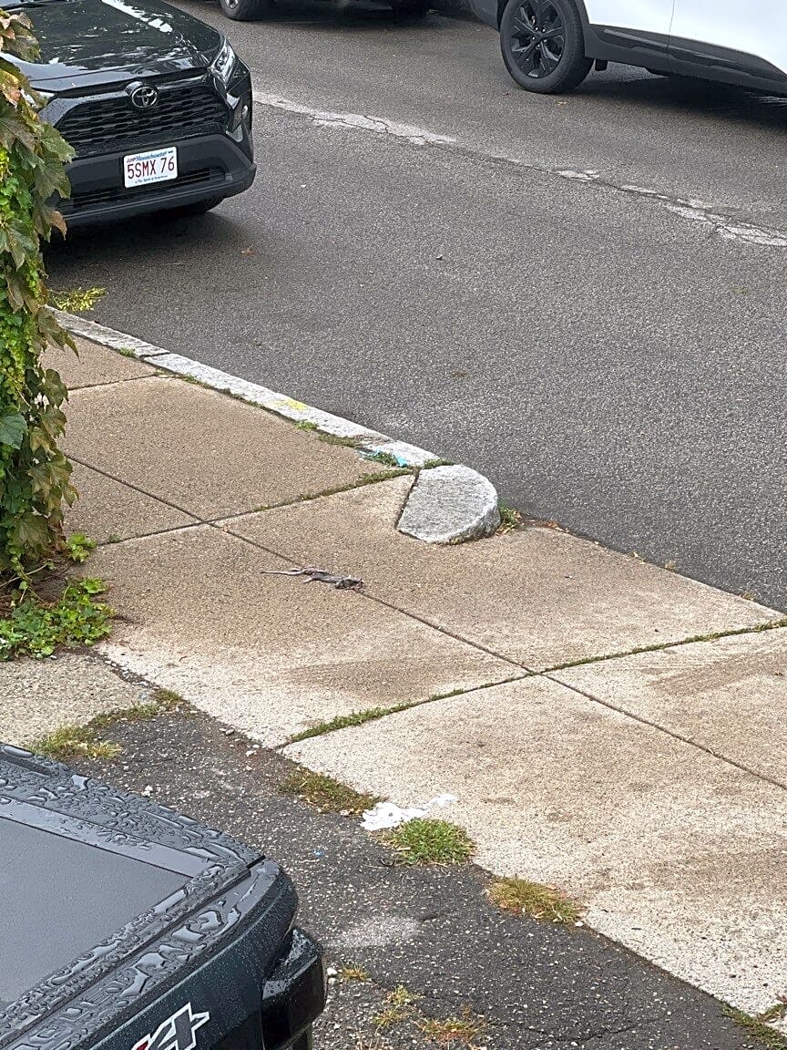 Image submitted with report