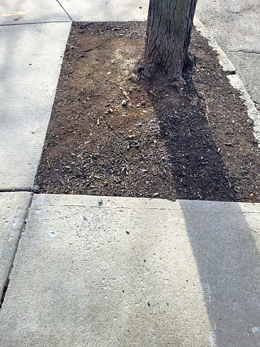 Image submitted with report