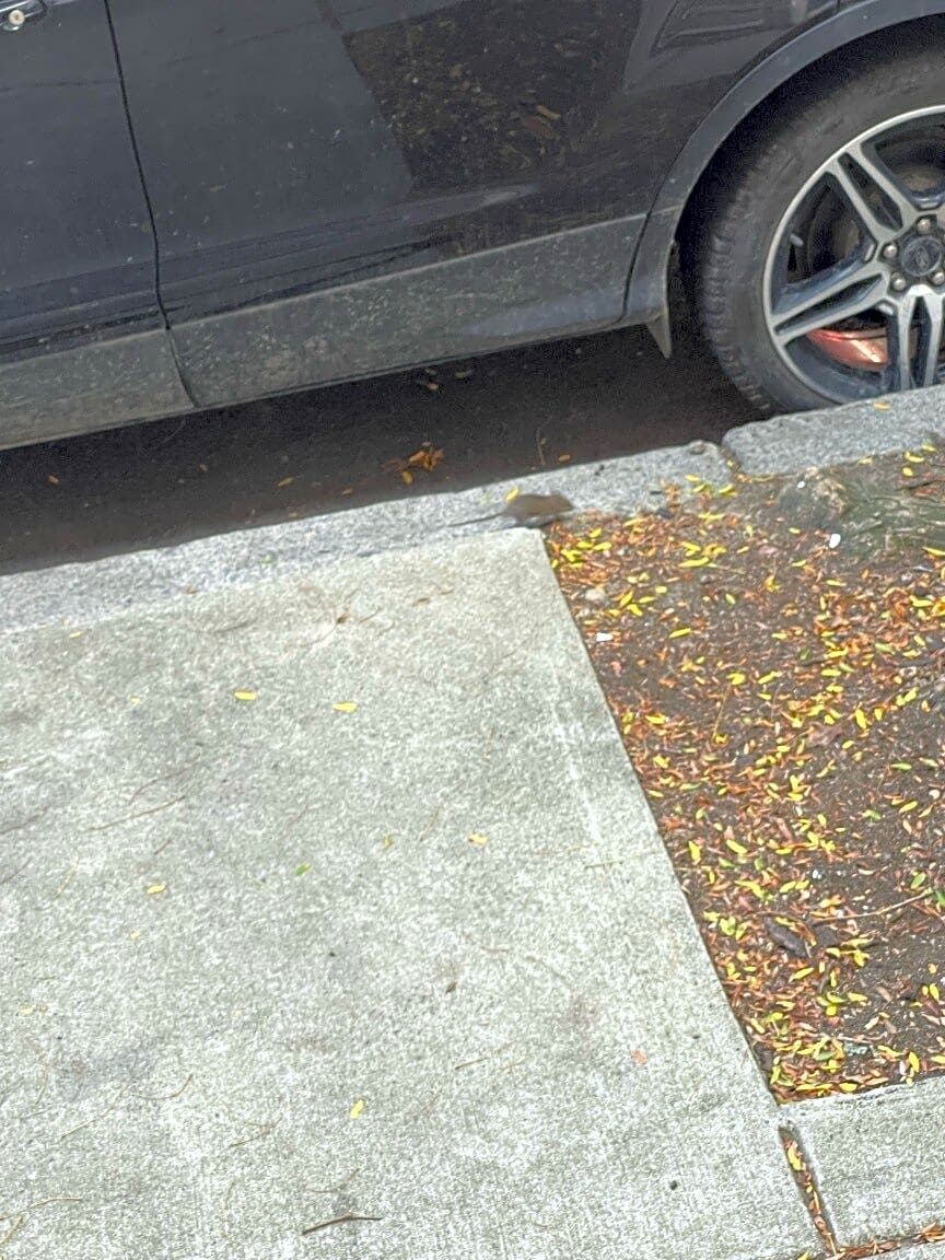 Image submitted with report
