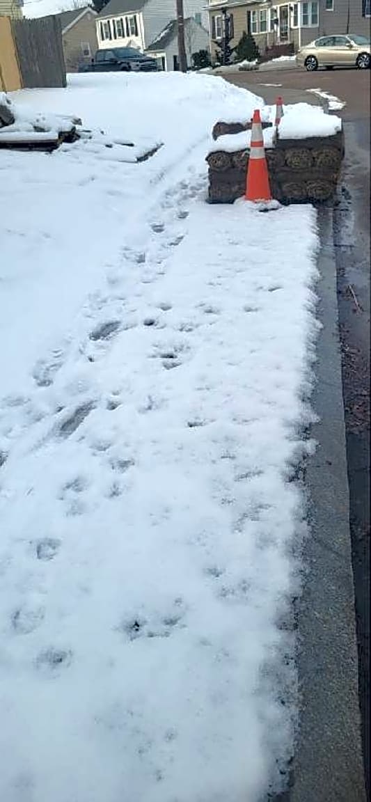 Image submitted with report