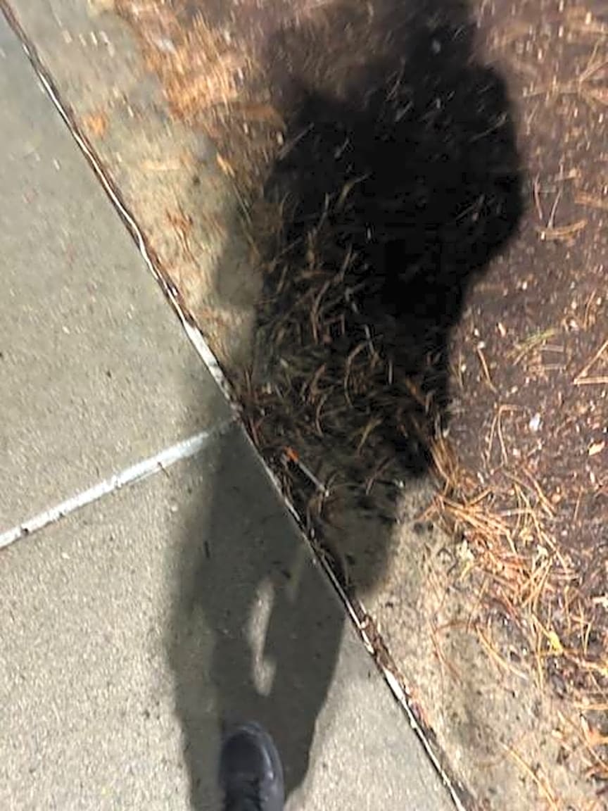 Image submitted with report