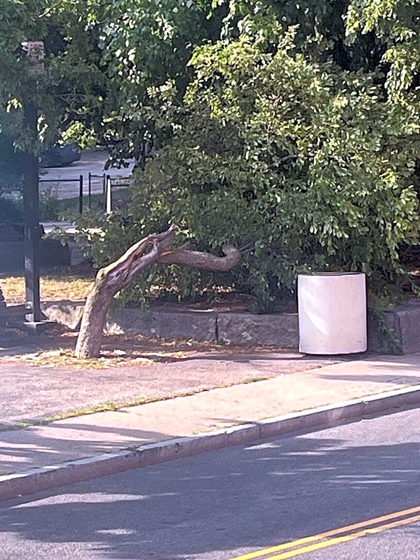Image submitted with report