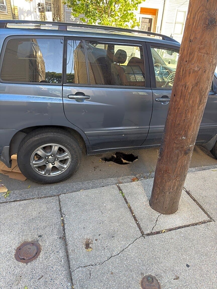 Image submitted with report