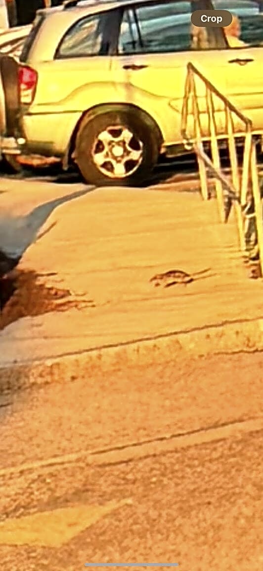 Image submitted with report
