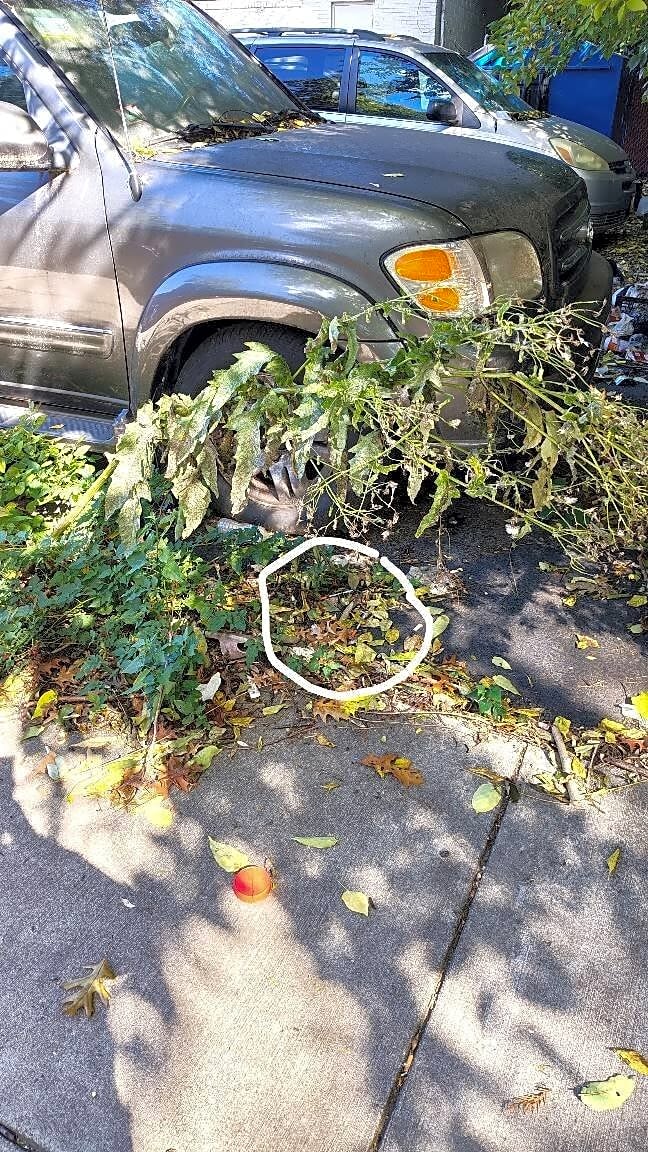 Image submitted with report