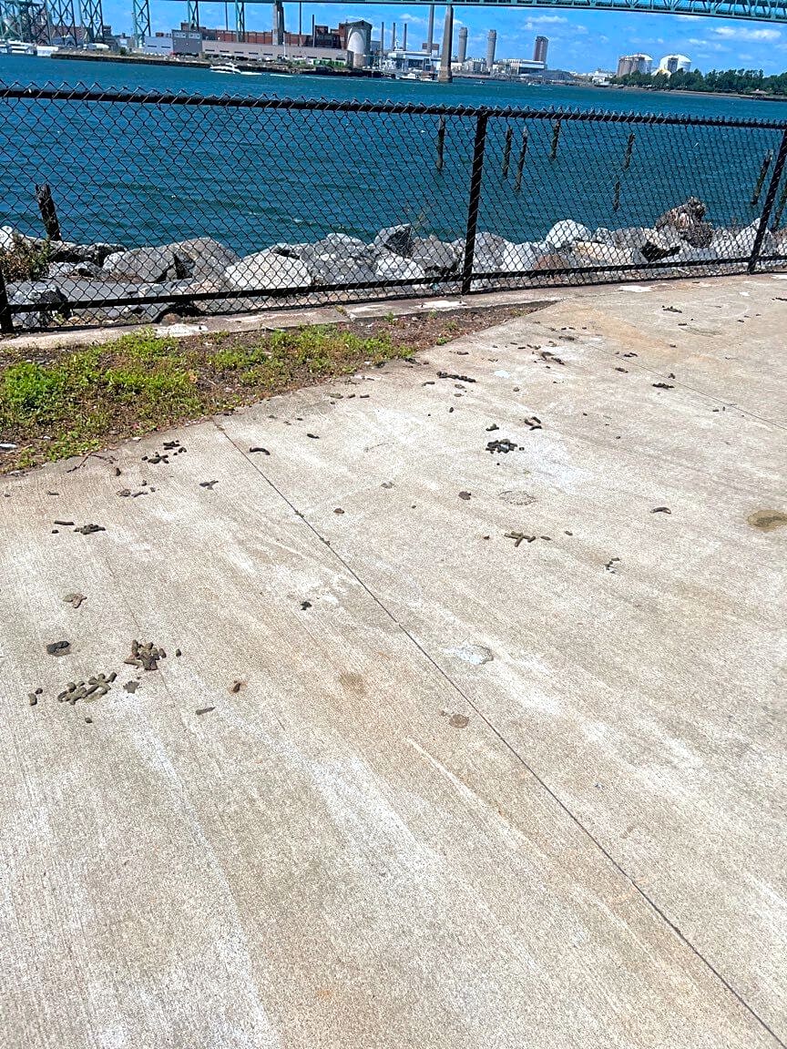Image submitted with report