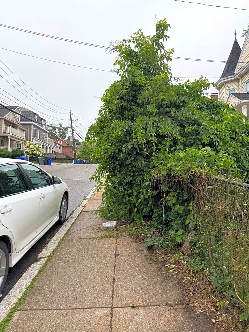 Image submitted with report
