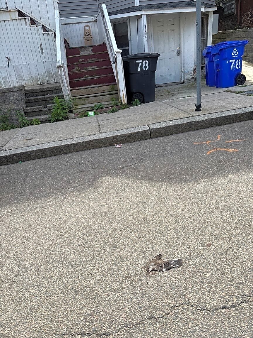 Image submitted with report