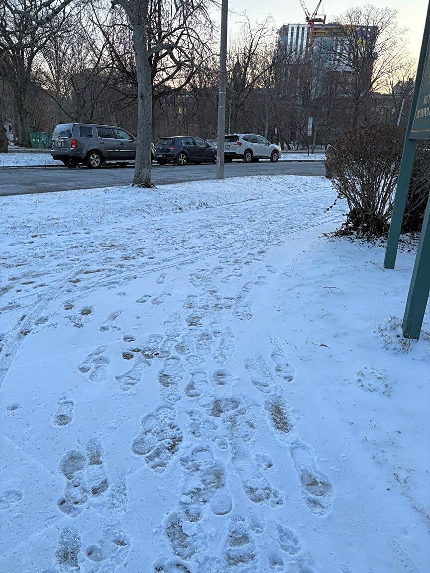 Image submitted with report