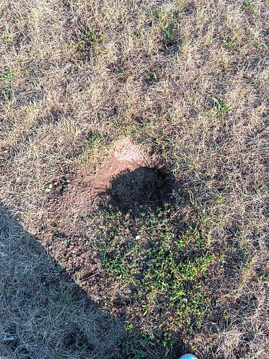 Image submitted with report
