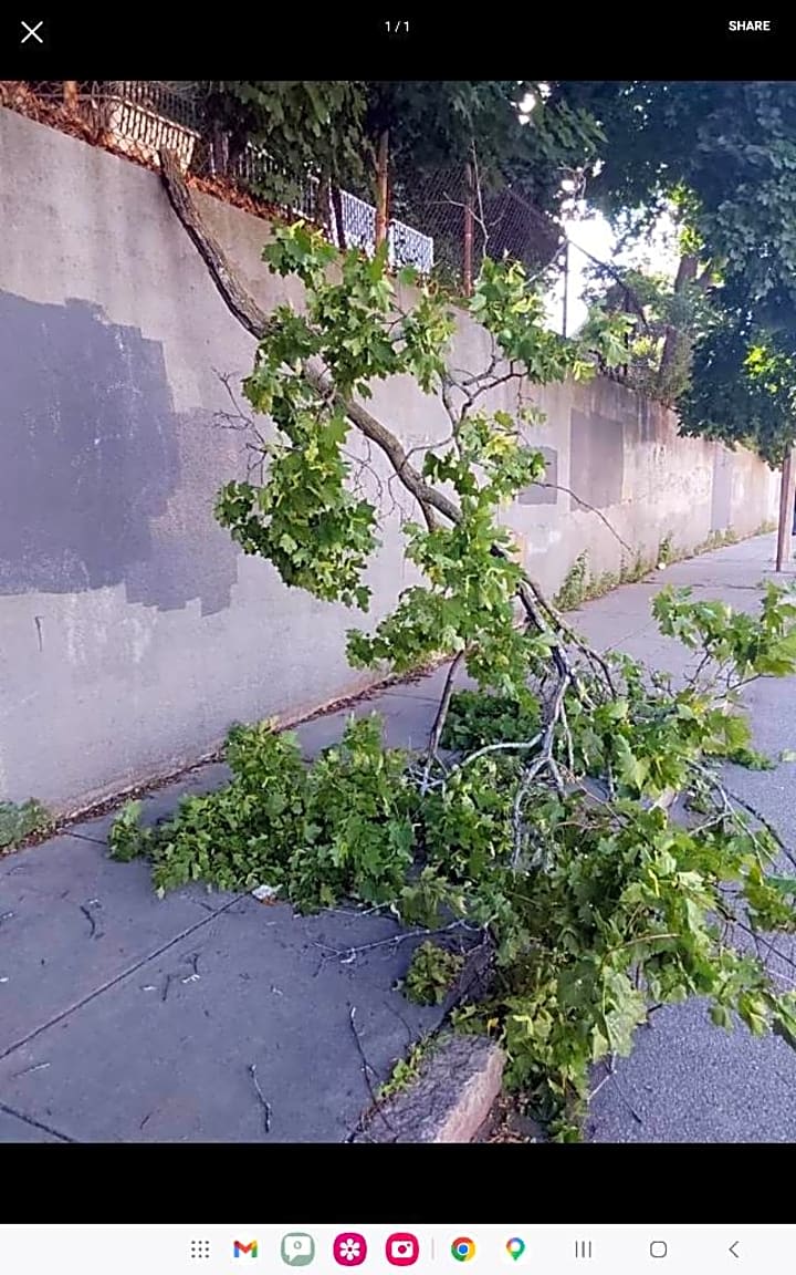 Image submitted with report