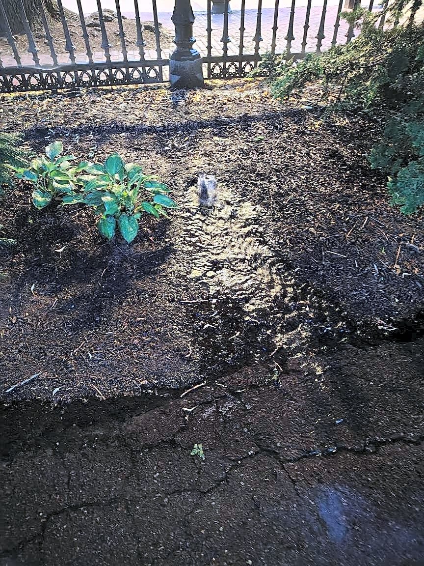 Image submitted with report