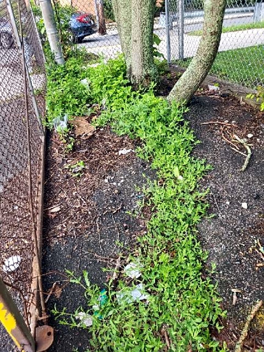 Image submitted with report