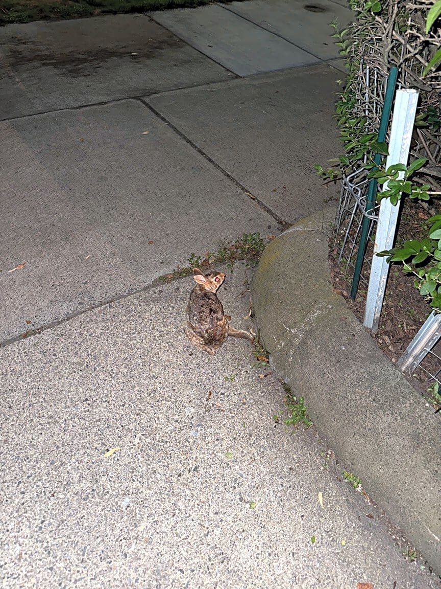 Image submitted with report