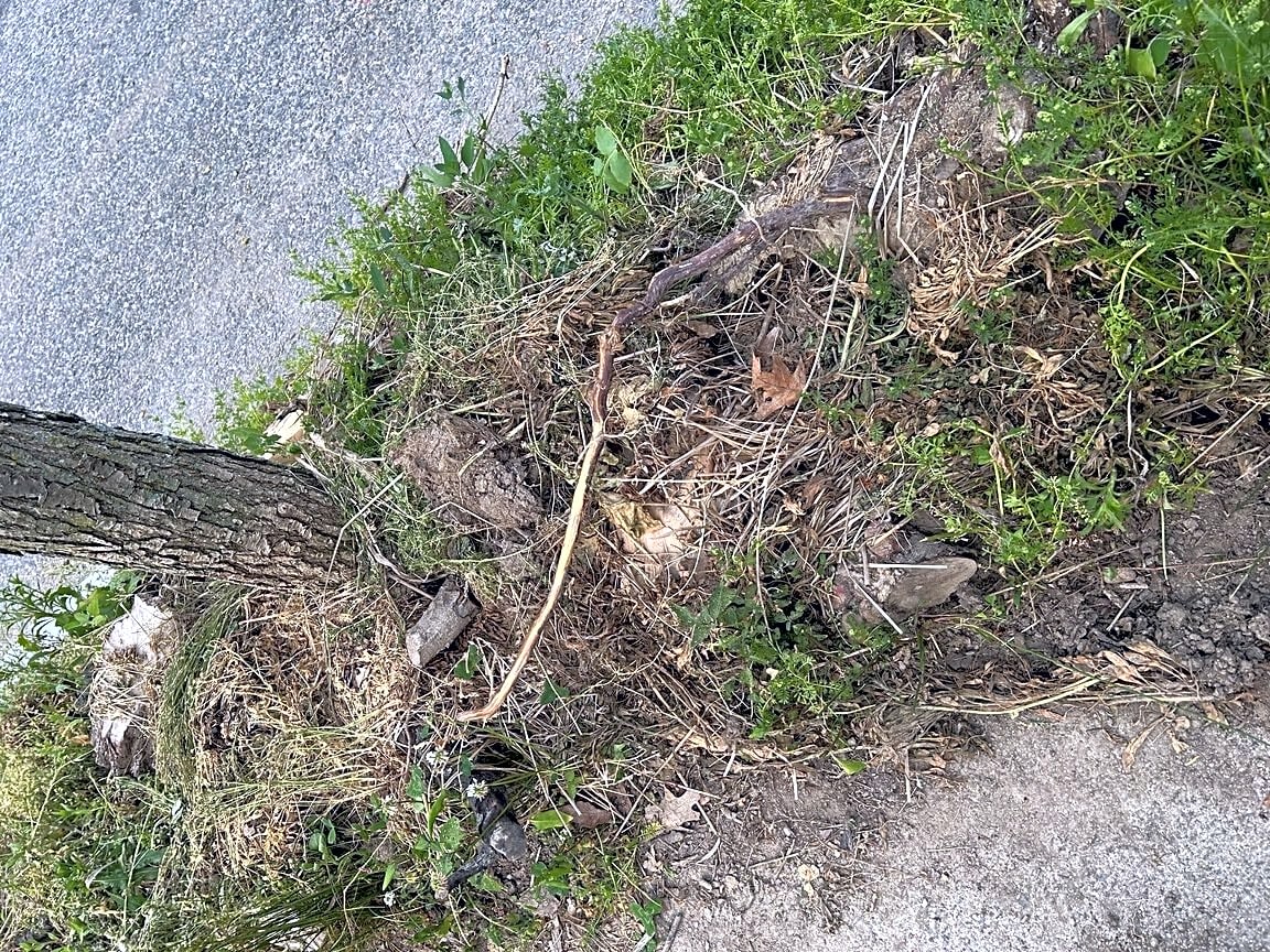 Image submitted with report