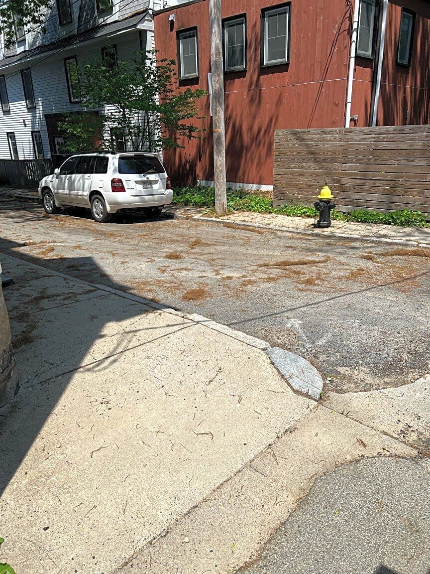 Image submitted with report