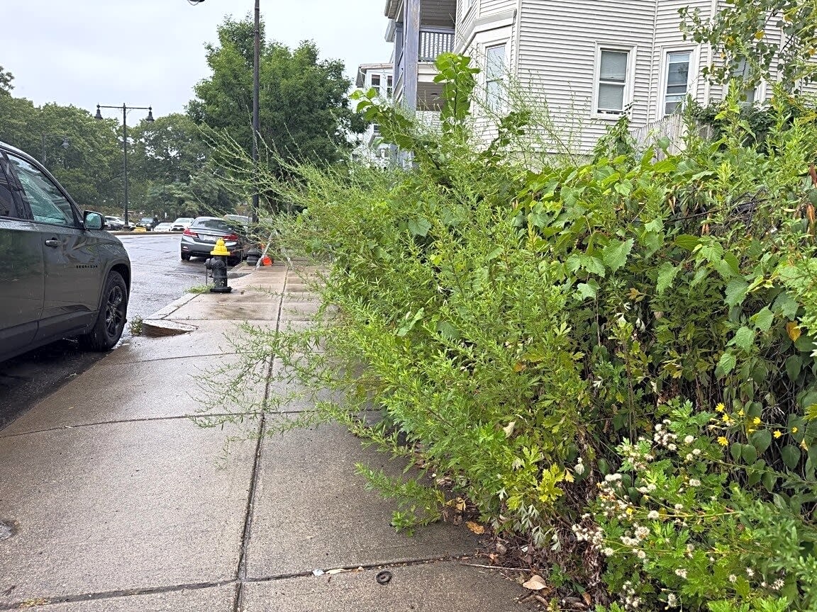 Image submitted with report