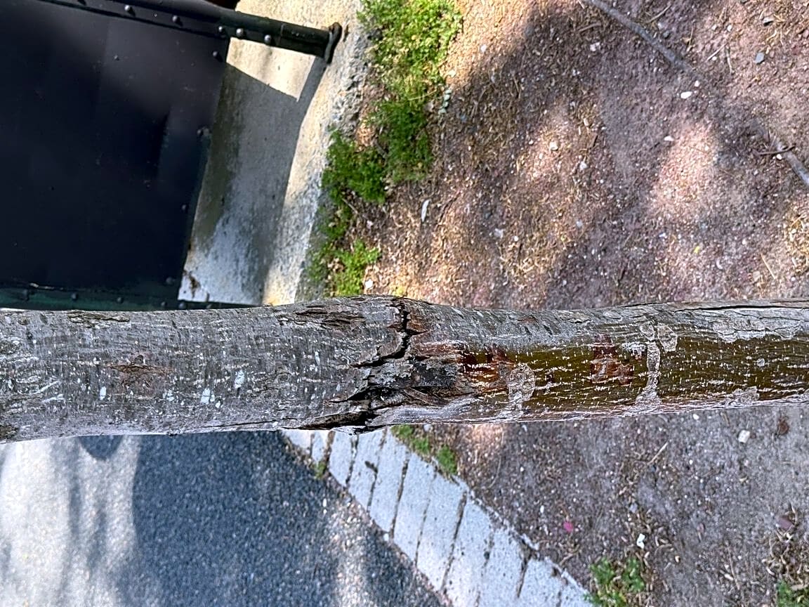 Image submitted with report