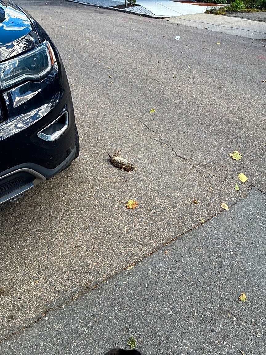 Image submitted with report