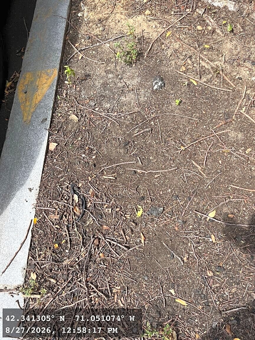 Image submitted with report