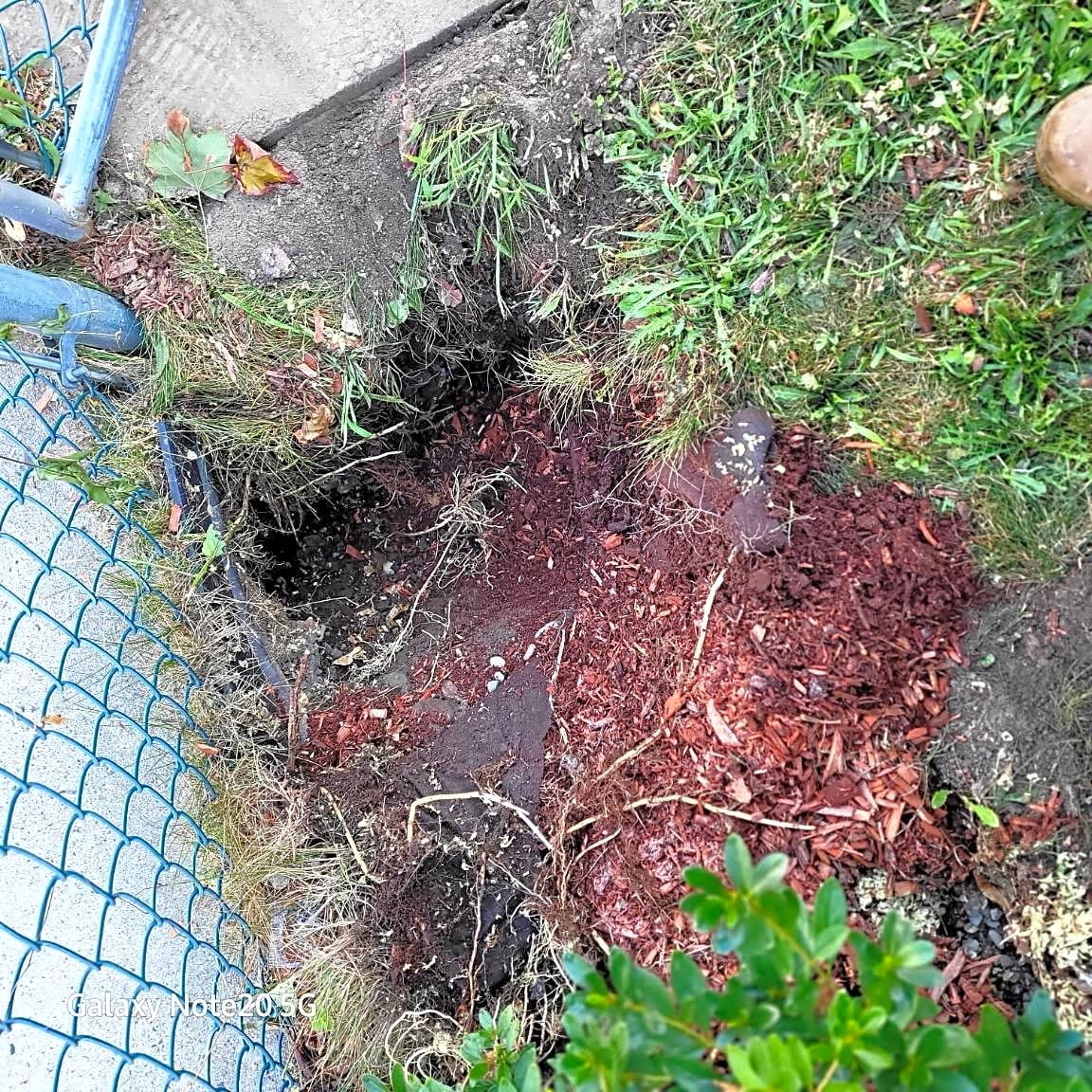 Image submitted with report