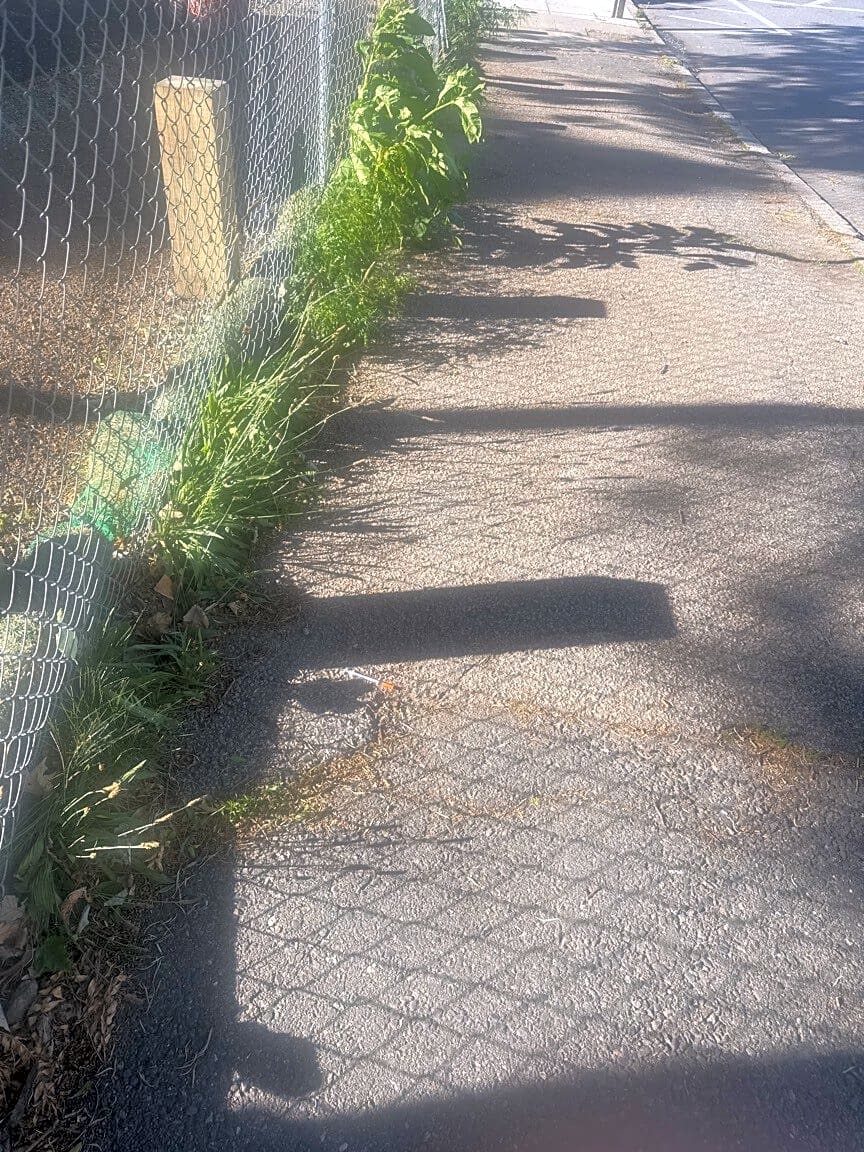Image submitted with report
