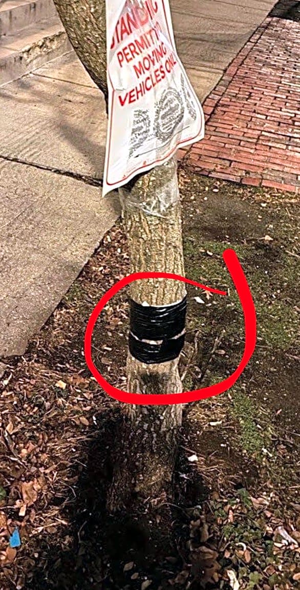 Image submitted with report