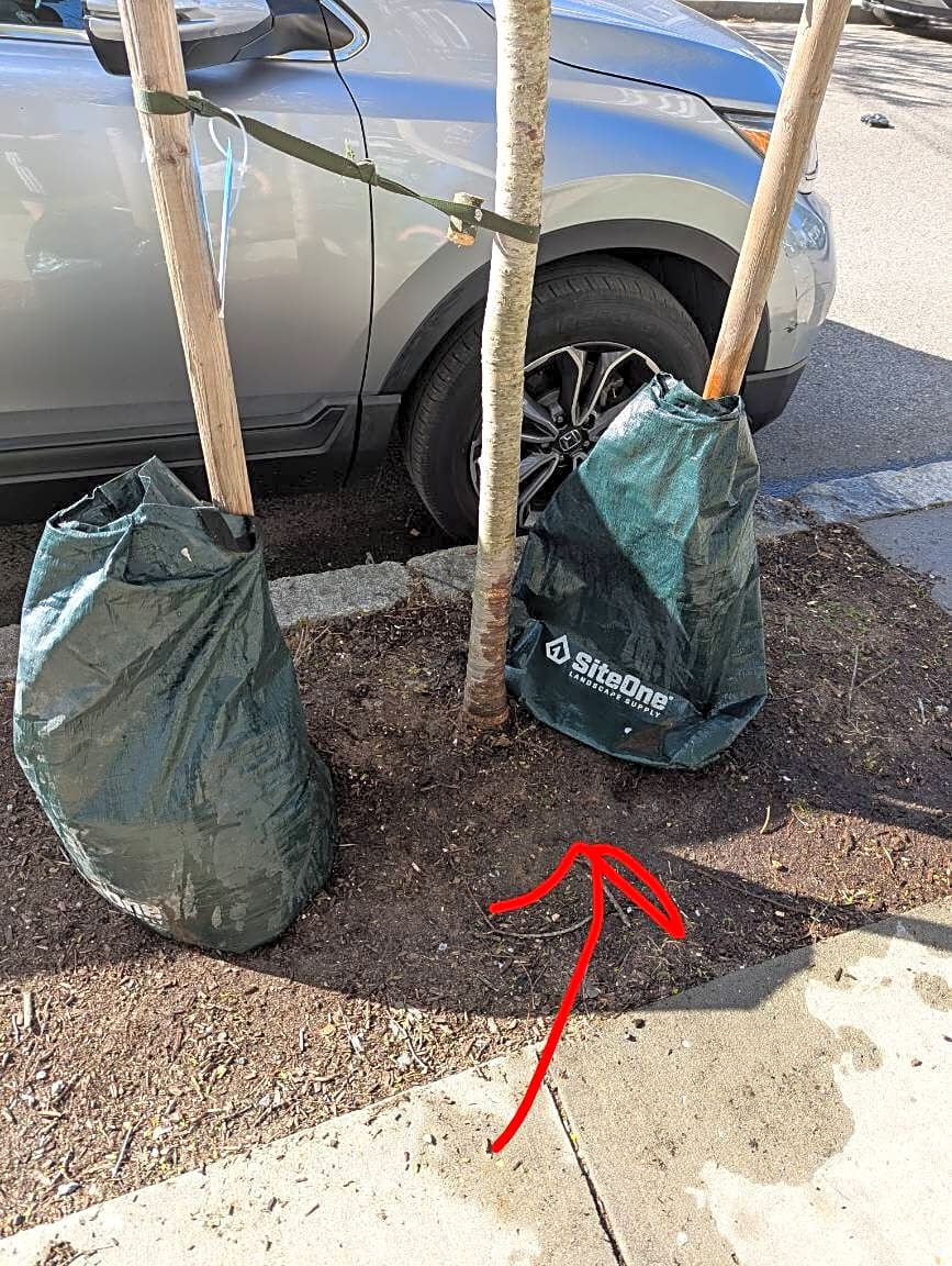 Image submitted with report