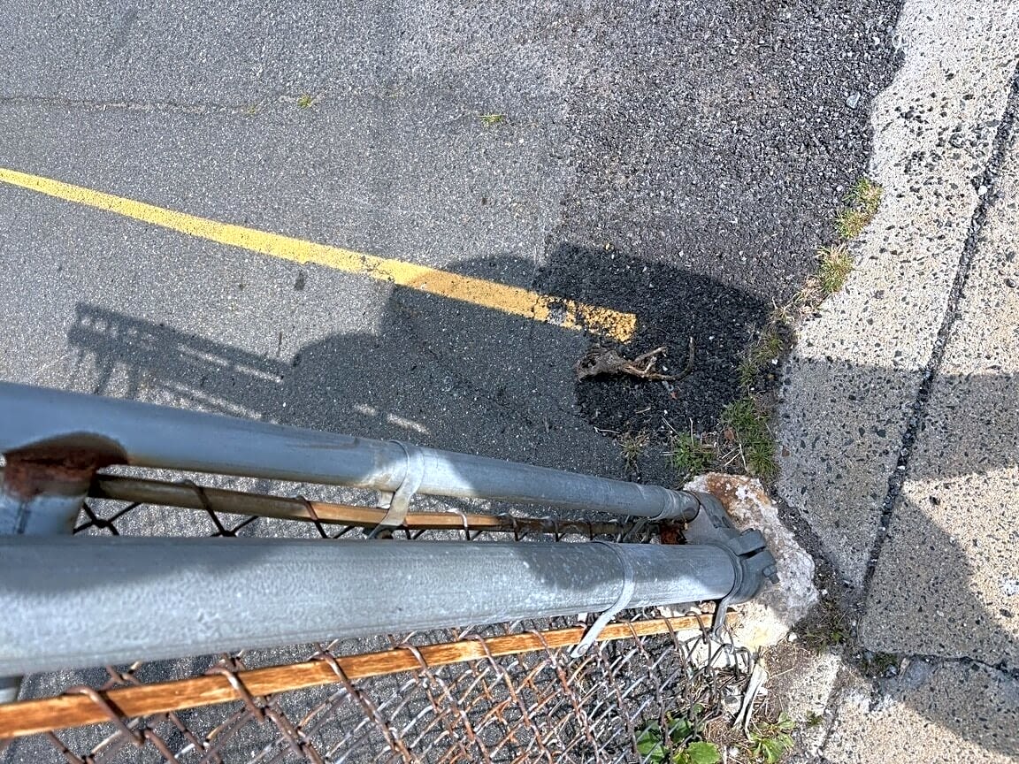 Image submitted with report