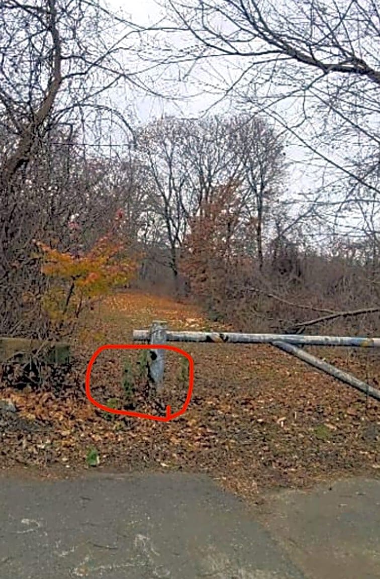 Image submitted with report