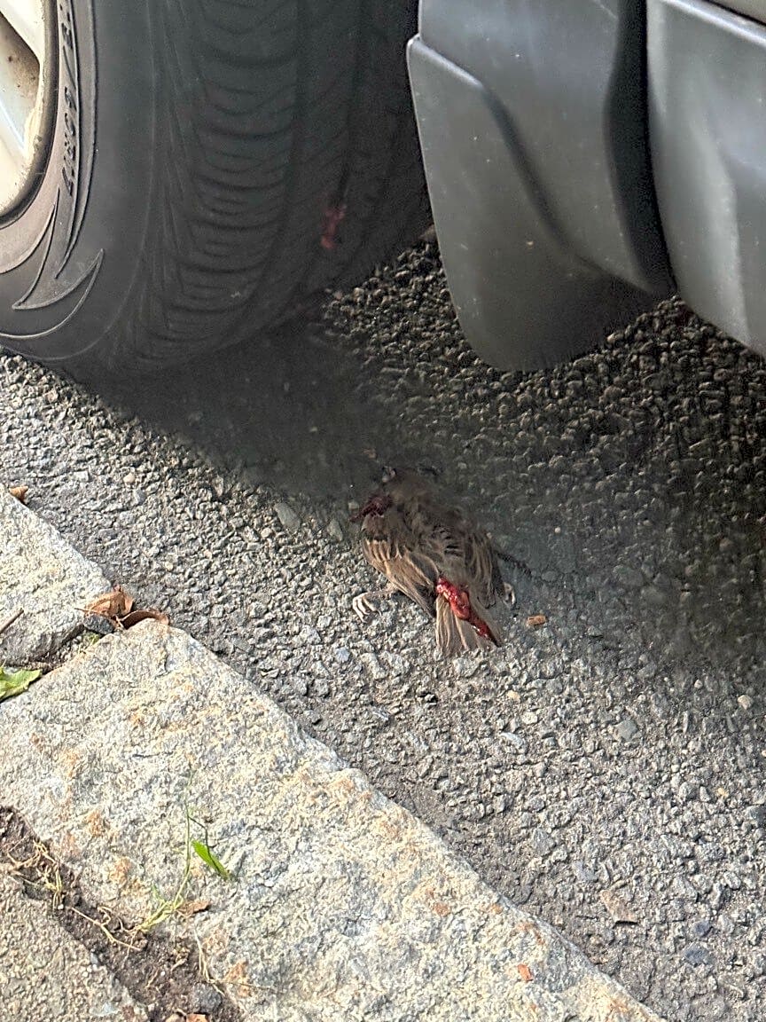 Image submitted with report
