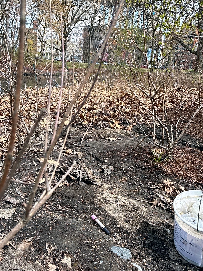 Image submitted with report