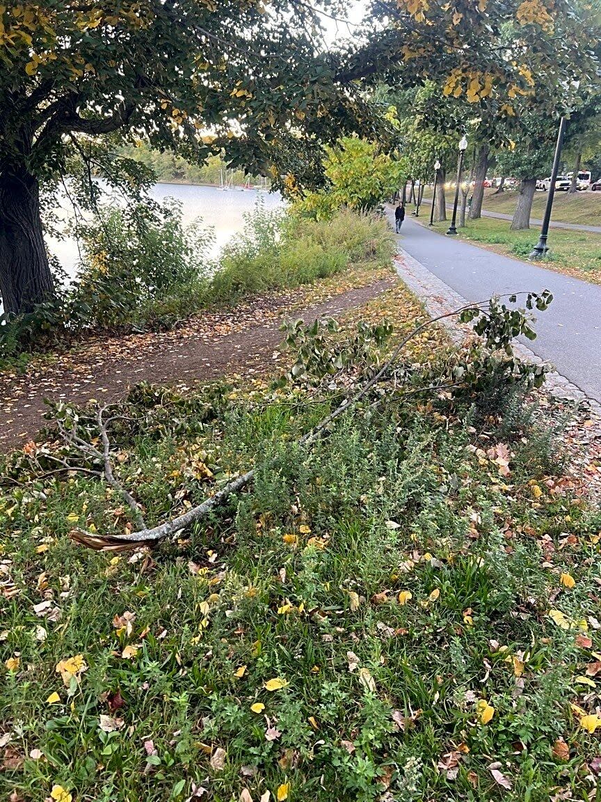 Image submitted with report