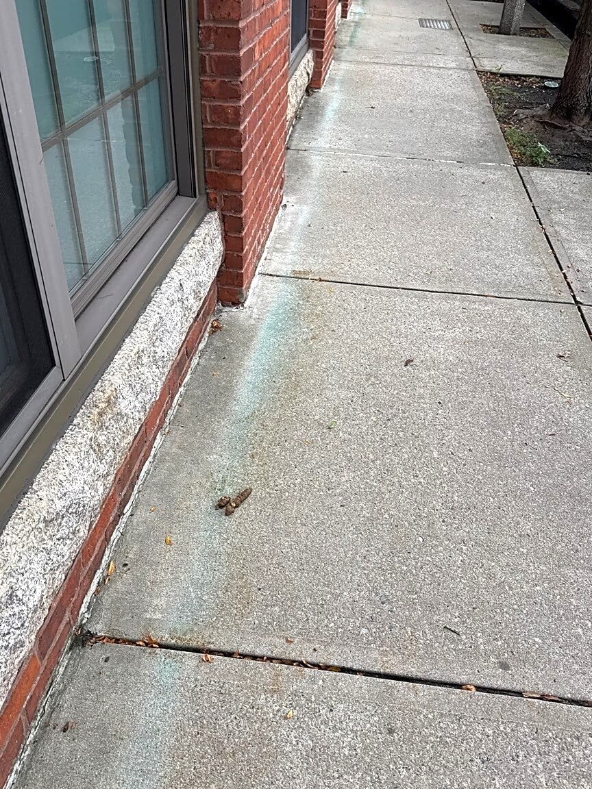 Image submitted with report